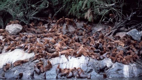 Enger die Robben nie liegen