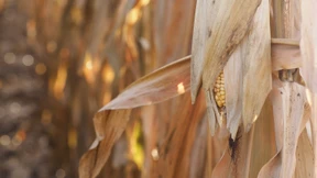 Rückeroberung des indigenen Küchen-Wissens