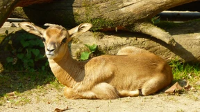 Spielplätze und Zoos dürfen Montag wieder öffnen