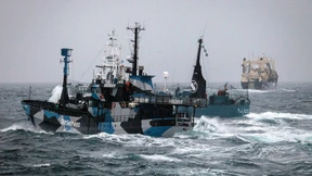 Japanische Walfänger rammen Schiff von Tierschützern