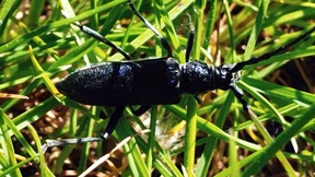 Riederwaldtunnel: Bäume dürfen gerodet werden