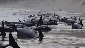 Wieder Massenstrandung von Walen in Tasmanien