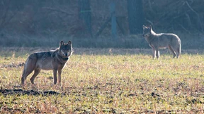 Ausbreitung der Wölfe soll stärker kontrolliert werden