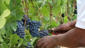 Südafrikas Weinindustrie mit Problemen