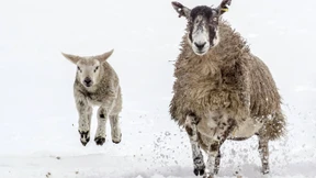 Tausende Schafe nach Schneesturm in Alpen gerettet