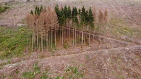 Schäden durch Insekten nehmen zu
