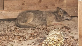 Wolf nach Attacke in Hamburg wieder frei