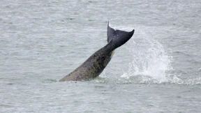 Rettungsaktion für verirrten Orca in Seine hat begonnen