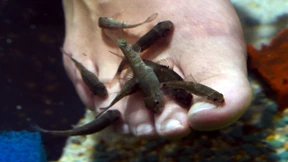 Fische dürfen als Arbeitstiere gehalten werden