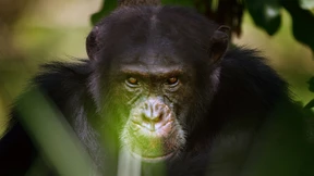 Ein Mistkerl kommt nach oben