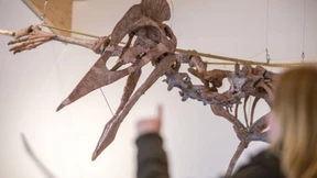 Der größte Flugsaurier, der je gefunden wurde