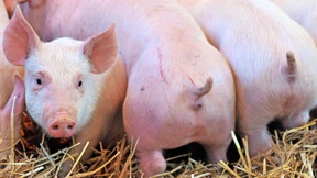 Schweinefleisch-Produktion „am Rande einer Katastrophe“