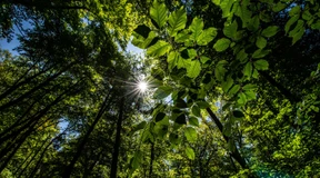 Welche Nachhaltigkeit verfolgt die Taxonomie-Verordnung?