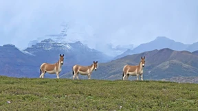 Pilgerreise zum Wohnsitz des Todes