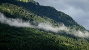 Bäume im Klimastress