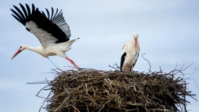 Seltene Vogelarten im Römerland