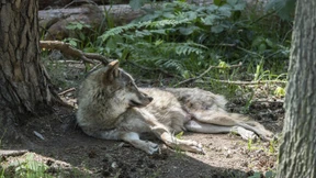 Der Wolf muss sich keine Sorgen machen