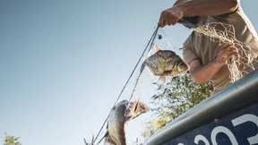 Vom Fischkopf bis zur Schwanzflosse