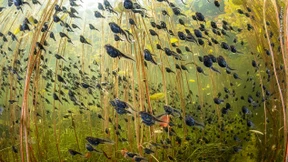 Die spektakulärsten Tierfotos des Jahres