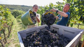 Durchschnittliche Erträge bei Weinlese im „Turbo-Herbst“