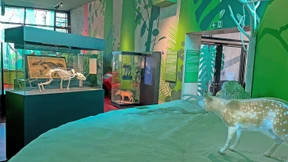 Die Mona Lisa unter den Urpferden