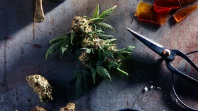 Hanfhändler im Goldrausch