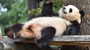 Zum Geburtstag bekommt auch sie eine Torte