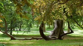 Der Biss der miesen Milben-Larve