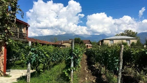 Wein oder nicht Wein