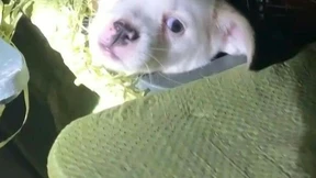 Entsetzen über Überraschungs-Boxen mit Welpen