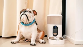 Wenn das Handy mit dem Futternapf spricht