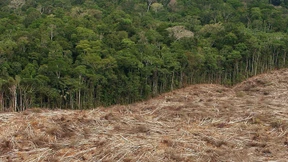 Amazonas-Abholzung auf niedrigstem Stand seit neun Jahren