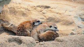 Hunde im Museum oder Rennschildkröte