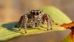 Auch im Befreiungskampf stets zu Diensten