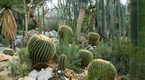 So empfindlich sind Kakteen