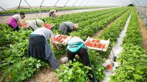 Viele Erdbeeren, aber noch hohe Preise