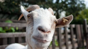 Ist dies die Rettung vor den Brombeeren?