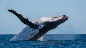 Buckelwal-Flosse trifft Schwimmerin in Australien