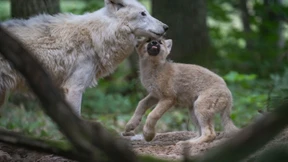Tierpark trauert um Wölfin Monja