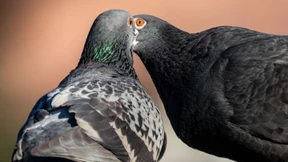 Tötung von Stadttauben: Peta ruft Kommunalaufsicht an