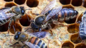 Wenn Bienen zu Koffeinjunkies werden