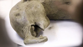 Außergewöhnlich gut erhaltenes Mammut-Baby entdeckt