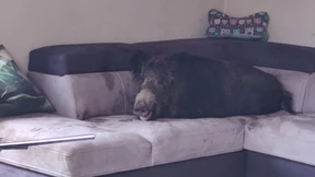 Frau entdeckt Wildschwein auf Wohnzimmercouch