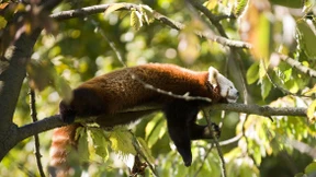 Sie bringen’s nicht!