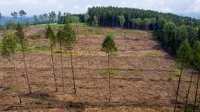 Forstwirtschaft erleidet massive Gewinneinbrüche
