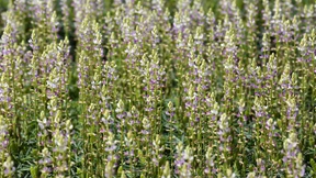 Erbsen aus Hessen statt Soja aus Südamerika