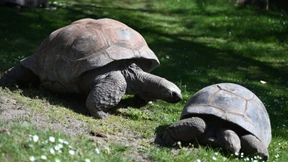 Schildkröten als Fitnessvorbild