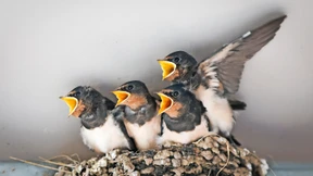 Wie Hausbesitzer Schwalben helfen können