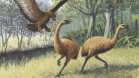 Der große Hunger im Vogelparadies