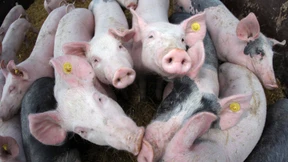 „Landwirte, die Schweine verkaufen, zahlen drauf“